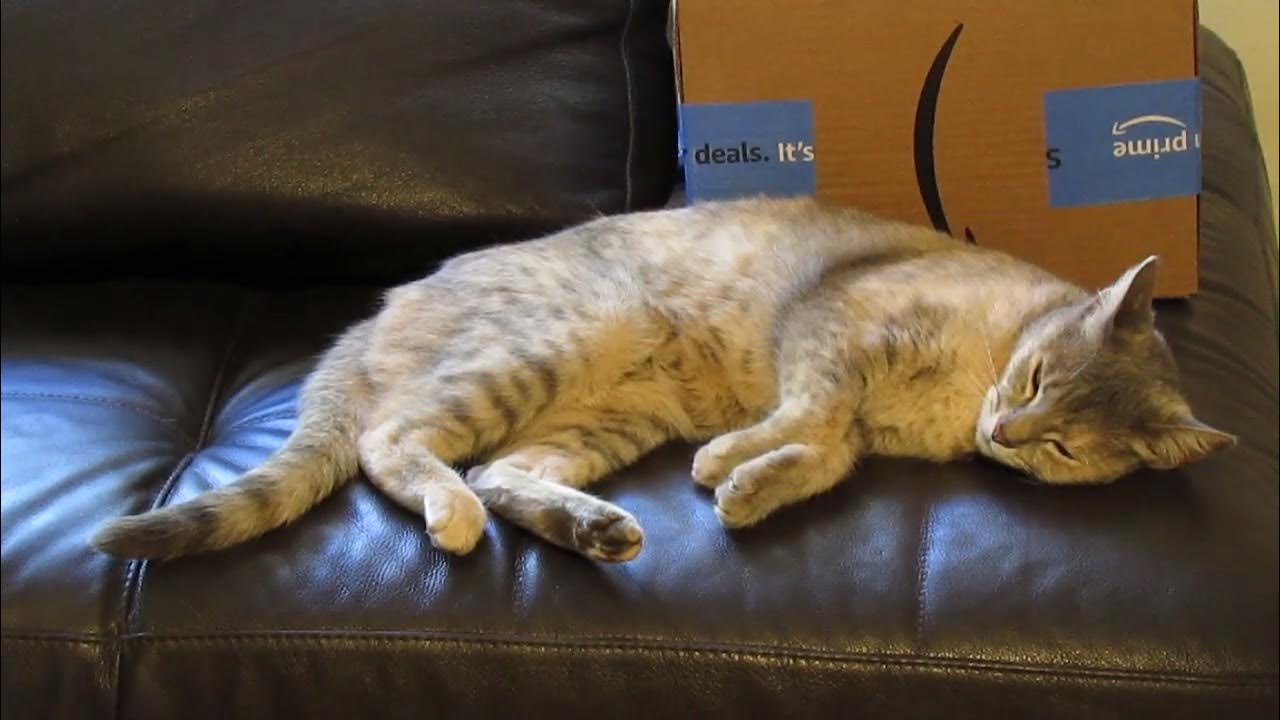 Why do cats always want to take a nap beside the new item in the house