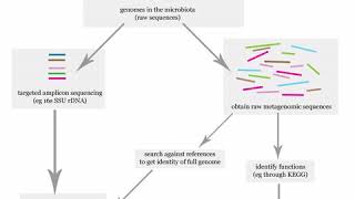 Uterine microbiome | Wikipedia audio article