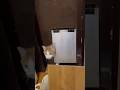 家に野良猫が入ってきた‼️