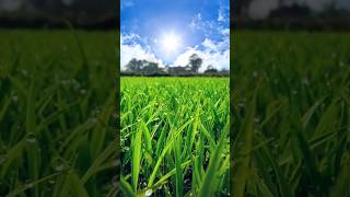 Green Grass Ki Beautiful Photo Leliya #shortvideo