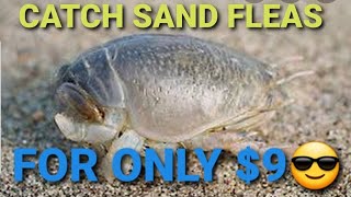 Best Way To Catch Sand Fleas For Only $9! 🤩 Beach Fishing At Cocoa Beach, Tarpon And Whiting Action😎