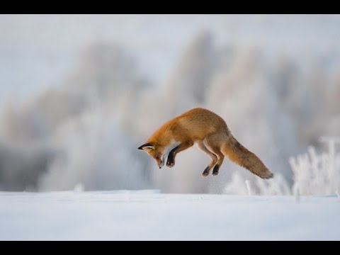 Video: Oroscopo Degli Animali Celtici: Volpe