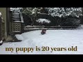 my puppy is 20 years old