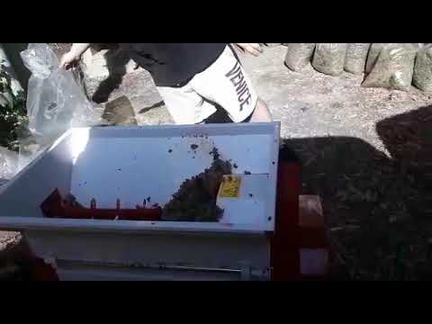 ყურძნის დაწურვა კლერტსაცლელი აპარატით • Grape destemming crushing #shorts