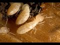 Sentricon Termite Baiting In Fair Haven NJ 732-349-0559 Ozane.com