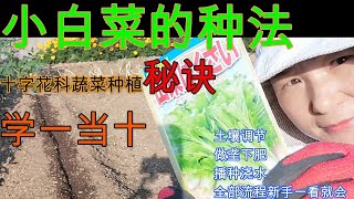 【麗的庭院生活　30】|種小白菜|從土壤調節到出苗後的管理，新手壹學就會|十字花科蔬菜直接播種出苗率高的秘訣，學壹當十|