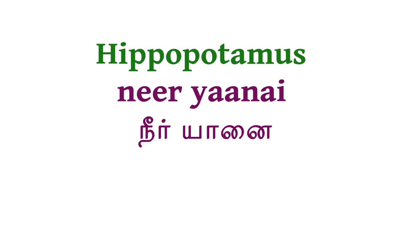 How To Pronounce Hippopotamus In Tamil YouTube