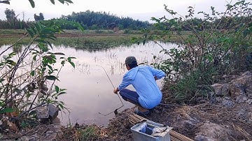 Cắm Câu Cá Lóc , Trúng Bầy Cá Lóc Ròng Ròng Cắm Đằng Trước Cá Rút Cần Đằng Sau