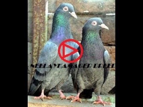 Neelay Kamager kabootar best Quality in Pakistan- Rare Breed only in my loft - YouTube