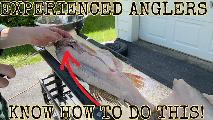 Does BLEEDING A Walleye MATTER? | Walleye FILLETS, Walleye WINGS, & Walleye CHEEKS! #thenextcast