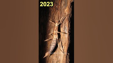 2023 Stick bug and 5000 bce stick bug || Ancient Creatures #shorts #shortsvideo #youtubeshorts
