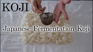 KOJI/Japanese fermentation KOJI/麹つくり動画