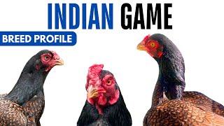 Indian Game Breed Profile History Health Issues - Indian Game Chicken Egg Ratio Lifespan