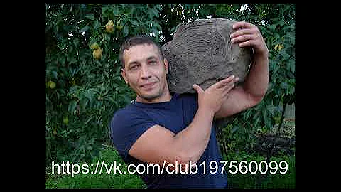 окаменелое дерево цена