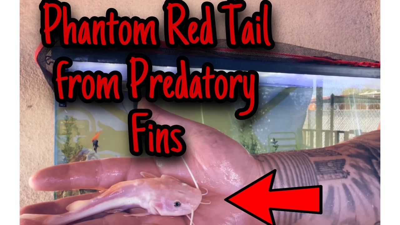 Phantom Rtc Unboxing a phantom Red-tail catfish and a gulper catfish from PREDATORY ...