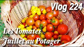 Combien de Tomates en cette période? | Première pastèque et quelques galères -Vlog 224-