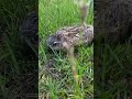 Ein Baby Wildhase