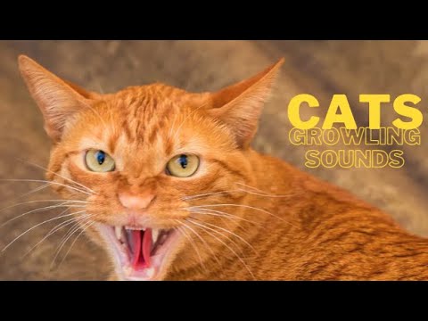 cat sounds meowing - noises of kittens effects by said rahali