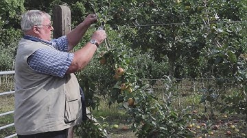 Summer Pruning Of Cordon Fruit Trees