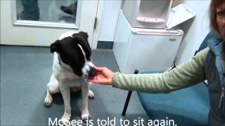 McGee, an Pointer/Lab mix Dog in Manahawkin NJ