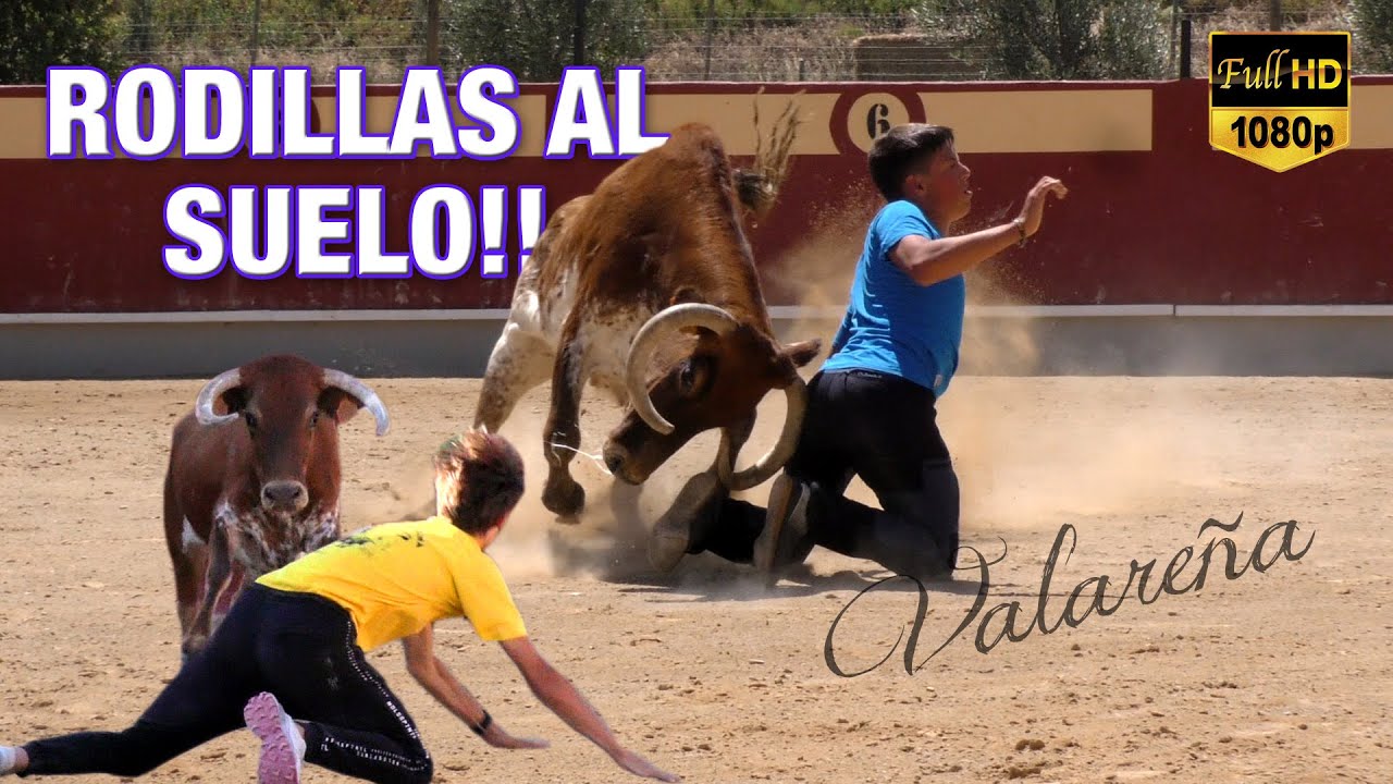 RODILLAS AL SUELO!! Vacas en Valareña