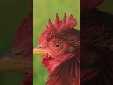 Почему кричат петухи? 🐓 #биология #biology #егэ #егэ2024 #огэ #shorts