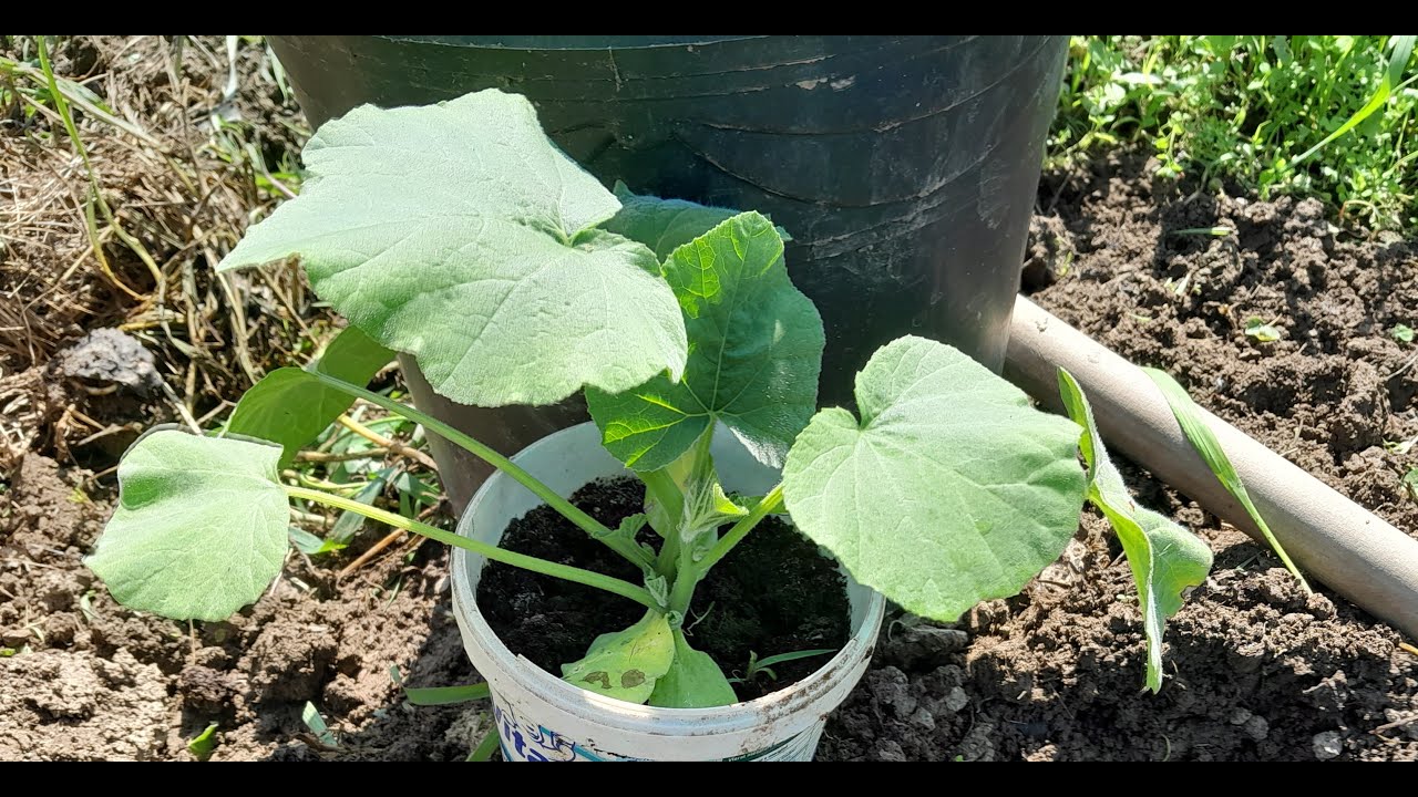 Kako se sade i uzgajaju tikvice iz presadnica za bogat rod