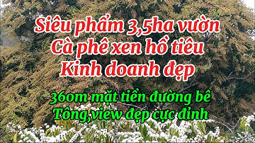 07) ĐÃ BÁN ✍️✍️nguồn thu quá đẹp 3,5ha cà phê xen hồ tiêu kinh doanh địa chỉ huyện tuy dức đắk nông