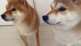 いぬズ What is in the line of sight of the two Shiba Inu - YouTube