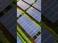 Agri-Solar Integration, Green Energy for a Win-Win 🌱☀️ #greenenergy #solarpower