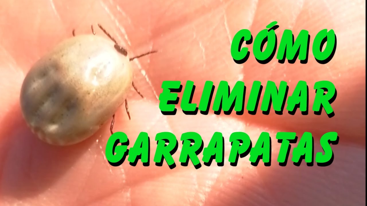 remedios caseros para las garrapatas del perro