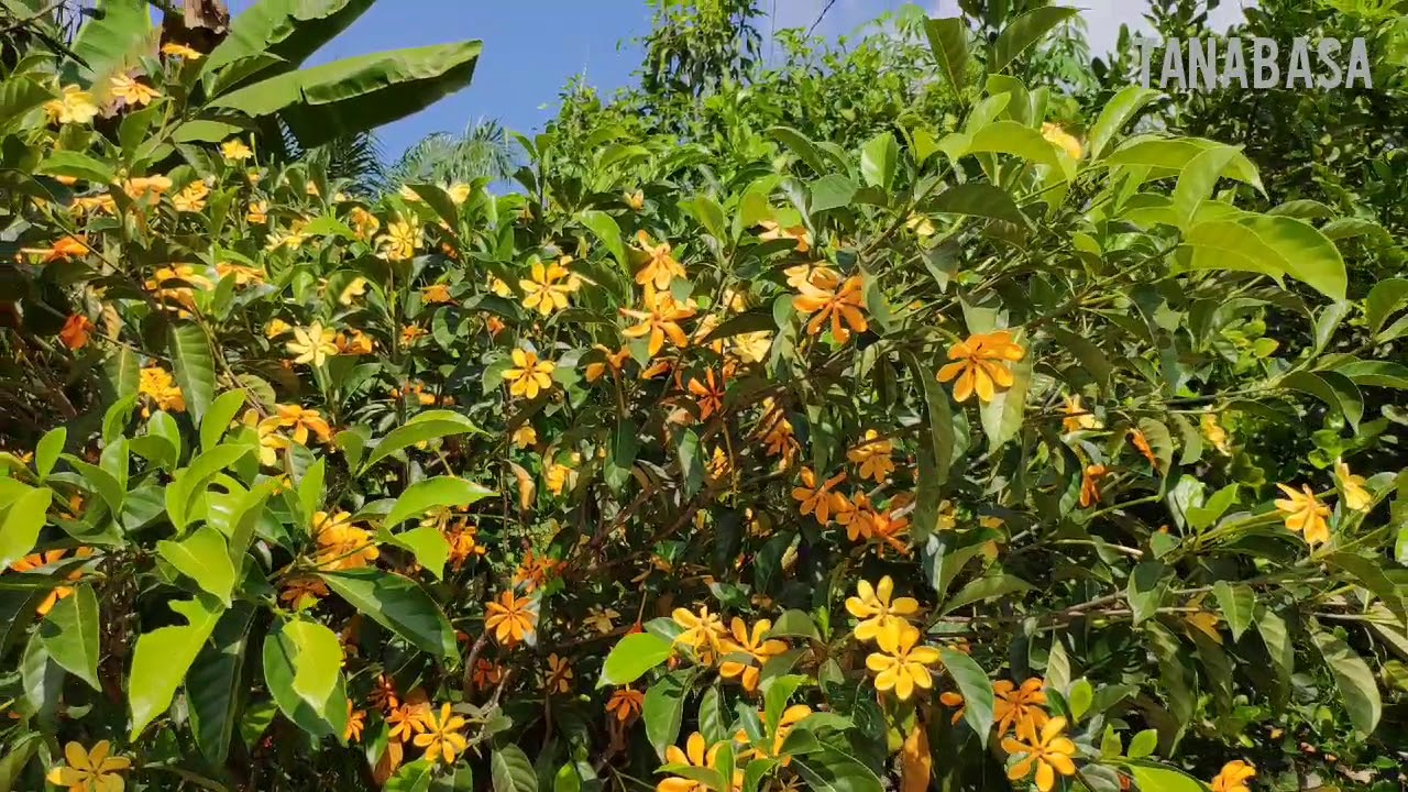 Bunga Kula Gardenia berwarna-warni wangi satu laman