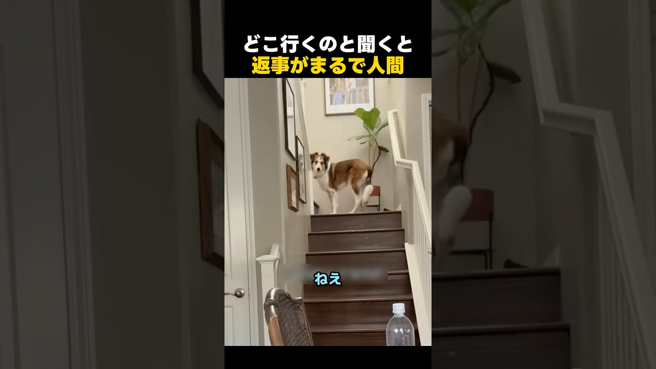 返事が完全に人間!行き先をジェスチャーするわんこが賢すぎる
