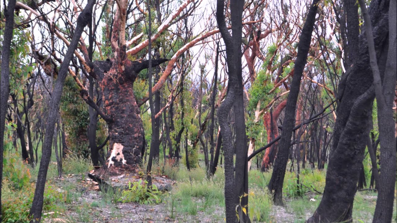 Frames of Tranquility