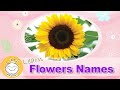 Learn Names of Flowers