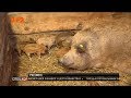 В Україні набувають популярності угорські породи свиней