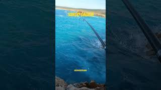 Pesca de SARGO Costa da Morte #galicia #pesca #fishing #sea #viral #shortvideo #atlantic #seafood