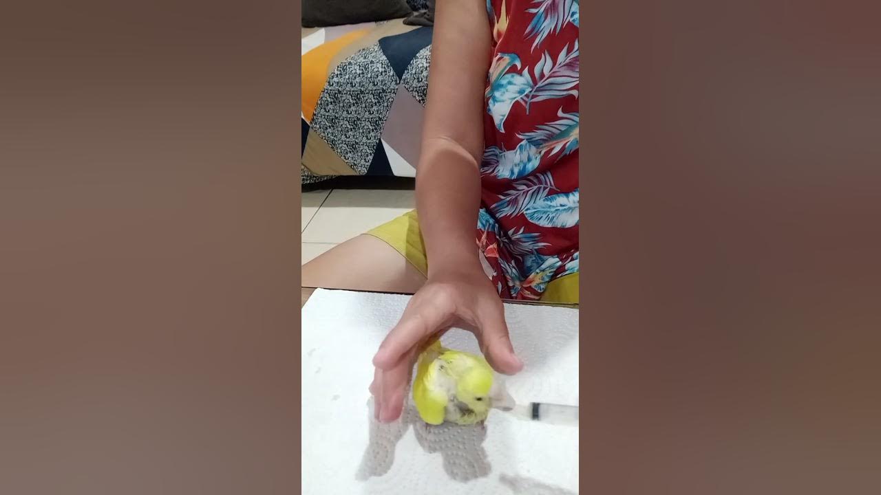 love Bird Feeding time youtube vedio 🥰 Givelyn tv YouTube