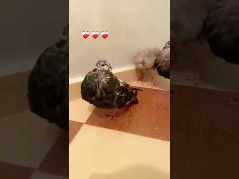 ماشاءالله تبارك الله الرحمان اكسبلور القزابري  المصحف تيك توك تصويري  ترند