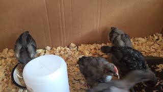 Blue Copper Marans Chicks , 3 weeks