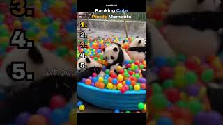 CUTE PANDA Moments Ranked