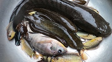 Thảo cady đi bắt các sinh vật trời mưa, con cua, cá, con lươn, cá trê, cá sộp, cá rô -Part183