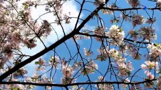 Video-Miniaturansicht von „♡ Sound of Silence - FRANCIS GOYA (romantic guitar in spring)“
