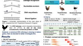 Occurrence of Xeroderma Pigmentosum D helicase in... - Rayana Feltrin - SCS Poster Hall - ISMB 2020