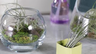 How to Care for Air Plants