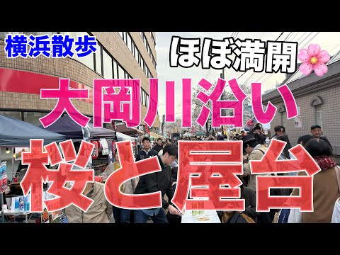 【横浜散歩】大岡川沿いの桜開花状況を見て回る（2025年4月5日時点）ほぼ満開！！
