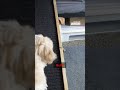 We're fighting a war  guys! Puppy edition