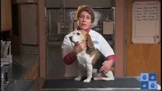 Protecting Your Dog From Fleas And Ticks