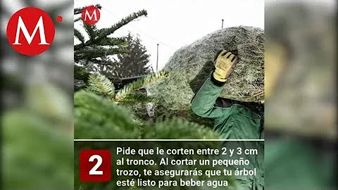 ¿Cuánto tiempo puede estar un árbol de Navidad sin agua?