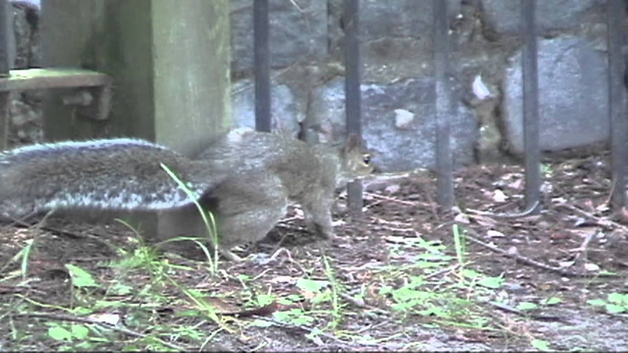 Squirrel Pees In Slow Motion YouTube